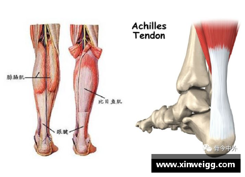 DB电竞官方网站球员跟腱研究：解剖、功能与运动损伤的探索